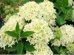 Гортензия метельчатая "Gardenlight Redlight" (Контейнер 2,0л.)