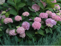 Гортензия крупнолистная "Endless Summer Origimal"  (Контейнер 2,0л.)