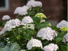 Гортензия крупнолистная "Endless Summer The Bride" (Контейнер 2,0л.)