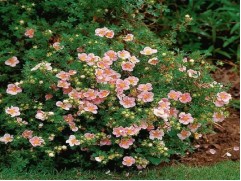 Лапчатка кустарниковая "Glamour Girl"  (Контейнер 1,5л.)