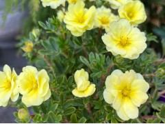 Лапчатка кустарниковая "Lemon Meringue" (Контейнер 1,5л.)