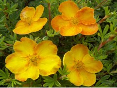 Лапчатка кустарниковая "Sunset"  (Контейнер 1,5л.)