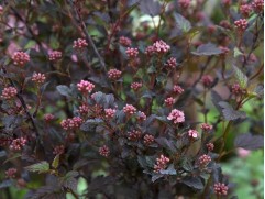 Пузыреплодник калинолистный "Little Devil"  (Контейнер 1,5 л)