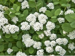 Спирея березолистная "Tor"  (Контейнер 1,5 л)