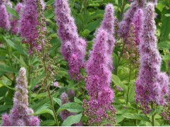 Спирея Билларда (Контейнер 2,0л.)