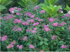 Спирея японская "Double Play Artist"  (Контейнер 2,0л)