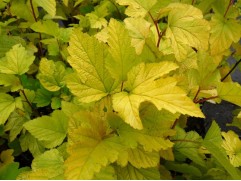 Пузыреплодник калинолистный "Aurea" (Контейнер 2,0л.)