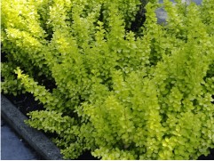 Барбарис Тунберга "Golden Horizon" (Контейнер 2,0л)