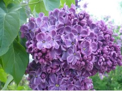 Сирень обыкновенная "Frank Paterson" (Контейнер 3,0л)