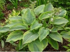 Хоста гибридная "Alvatine Taylor"  (Контейнер 2,0л)