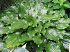 Хоста гибридная "Get Nekkid" (Контейнер 2,0л)