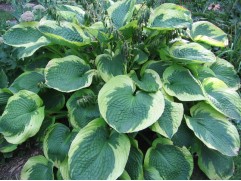 Хоста гибридная "Olive Bailey Langdon"  (Контейнер 2,0л)