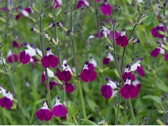 Шалфей дубравный "Amethyst Lips" (Контейнер 2,0л)