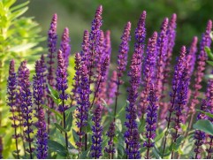 Шалфей дубравный "Caramia" (Контейнер 1,5л)