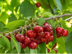 Вишня колоновидная "Восторг" (Контейнер 5,0л.)