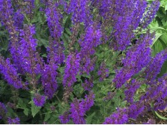 Шалфей дубравный "Viola Klose"  (Контейнер 2,0л)