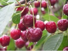 Вишня обыкновенная "Волочаевка" (Контейнер 7,0л.)