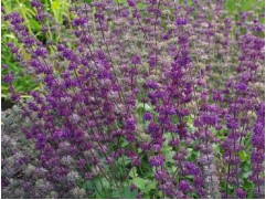 Шалфей мутовчатый "Purple Rain"  (Контейнер 2,0л)