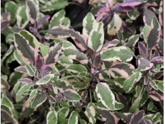 Шалфей лекарственный "Tricolor" (Контейнер 1,5л)