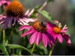 Эхинацея пурпурная "PollyNation Magenta"  (Контейнер 1,5л)