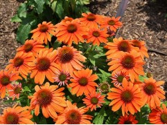 Эхинацея пурпурная "PollyNation Orange Red"  (Контейнер 1,5л)