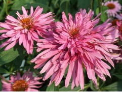 Эхинацея пурпурная "Pink Poodle"  (Контейнер 1,5л)