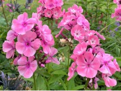 Флокс метельчатый "Aureole"  (Контейнер 1,5л)