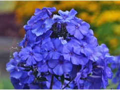 Флокс метельчатый "Вечерняя песня"  (Контейнер 1,5л)