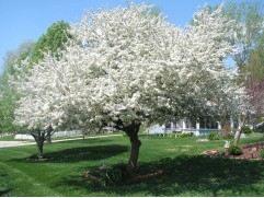 Яблоня декоративная "Эверест" (Контейнер 5,0л)