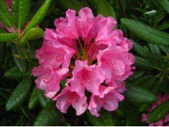 Рододендрон гибридный "Haaga" HM (Контейнер 0,5л)