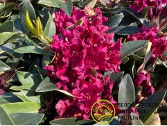 Рододендрон гибридный "Kali" (Контейнер 3,0л) Рододендрон гибридный "Kali" (Контейнер 3,0л)