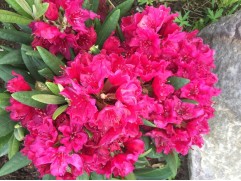 Рододендрон гибридный "Neon Kiss" (Контейнер 3,0л.) Рододендрон гибридный "Neon Kiss" (Контейнер 3,0л.)