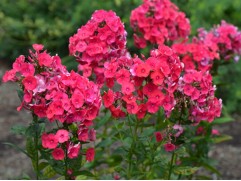 Флокс метельчатый "Московская сказка"  (Контейнер 1,5л)