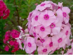 Флокс метельчатый "Радомир"  (Контейнер 1,5л)