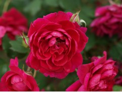 Роза плетистая "Quadra" (Контейнер 5,0л)