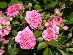 Роза почвопокровная "Pink Swany" (Контейнер 5,0л)