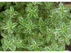 Тимьян лимоннопахнущий "Variegated Leaves"  (Контейнер 1,5л)