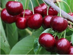 Черешня "Памяти Астахова" (Контейнер 7,0л.)