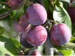 Слива "Кромань" (Контейнер 7,0л.)