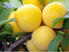 Слива "Желтая Крупноплодная" (Контейнер 7,0л.)