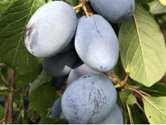 Слива "Топ Хит" (Контейнер 7,0л.)