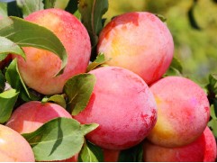 Слива "Персиковая Мичурина" (Контейнер 7,0л)