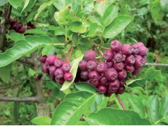 Рябина "Ликерная" (Контейнер 7,0л)