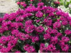 Монарда гибридная "Bee-True"  (Контейнер 2,0л)