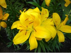 Лилия азиатская "Tiny Bee"  (Контейнер 2,0л)