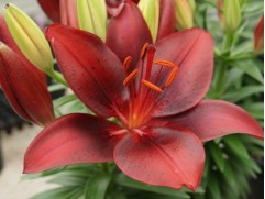 Лилия азиатская "Tiny Comfort"  (Контейнер 2,0л)