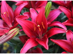 Лилия азиатская "Tiny Ghost"  (Контейнер 2,0л)