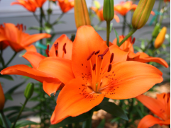 Лилия азиатская "Tresor"  (Контейнер 2,0л)