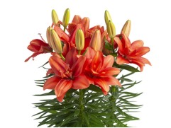 Лилия азиатская махровая "Pura Amore"  (Контейнер 2,0л)