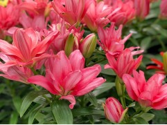 Лилия азиатская махровая "Pura Desierto"  (Контейнер 2,0л)